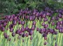 Imge of Tulips