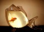 Imge of Fish...Tank?